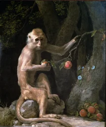 Porträtt av en apa, daterat 1774